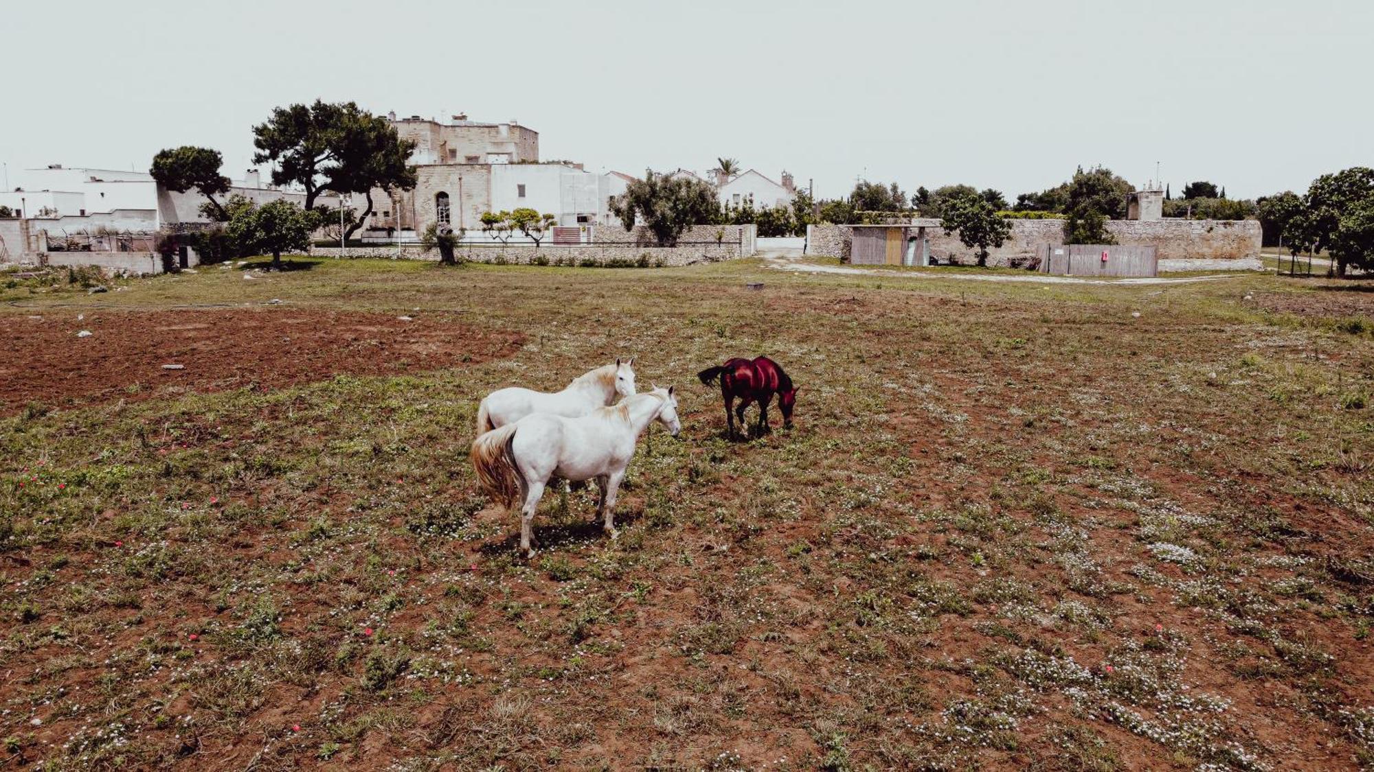 Masseria Francescani Torre Chianca Zewnętrze zdjęcie